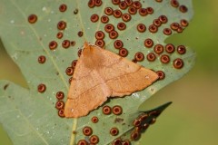 Colotois pennaria - Feathered Thorn, Woodside Nurseries, Austerfield.