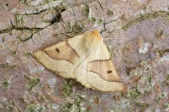 Crocallis elinguaria - Scalloped Oak, Woodside Nurseries, Austerfield.