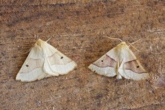 Crocallis elinguaria - Scalloped Oak, Woodside Nurseries, Austerfield.