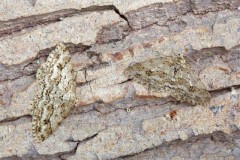 Ectropis crepuscularia - The Engrailed, Woodside Nurseries, Austerfield.