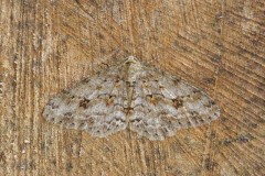 Ectropis crepuscularia - The Engrailed, Woodside Nurseries, Austerfield.