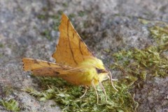 Ennomos alniaria - Canary-shouldered Thorn, Woodside Nurseries, Austerfield.