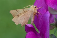 Ennomos erosaria - September Thorn, Woodside Nurseries, Austerfield.