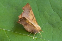 Ennomos fuscantaria - Dusky Thorn, Woodside Nurseries, Austerfield.