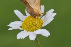 Ennomos fuscantaria - Dusky Thorn, Woodside Nurseries, Austerfield.