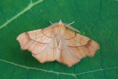 Ennomos quercinaria - August Thorn, Woodside Nurseries, Austerfield.