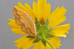 Epione repandaria - Bordered Beauty, Woodside Nurseries, Austerfield.