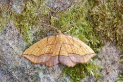 Epione repandaria - Bordered Beauty, Woodside Nurseries, Austerfield.