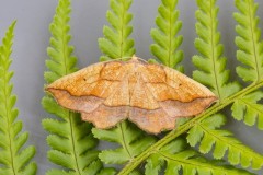 Epione repandaria - Bordered Beauty, Woodside Nurseries, Austerfield.