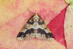 Erannis defoliaria - Mottled Umber, Woodside Nurseries, Austerfield.