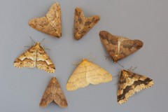 Erannis defoliaria - Mottled Umber and Agriopis aurantiaria - Scarce Umber comparison, Woodside Nurseries, Austerfield.