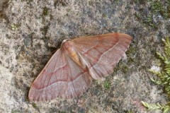 Hylaea fasciaria - Barred Red, Woodside Nurseries, Austerfield.