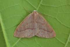 Hylaea fasciaria - Barred Red, Woodside Nurseries, Austerfield.