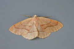 Hylaea fasciaria - Barred Red, Woodside Nurseries, Austerfield.