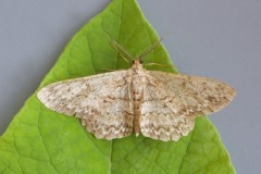 Hypomecis punctinalis - Pale Oak Beauty, Woodside Nurseries, Austerfield.