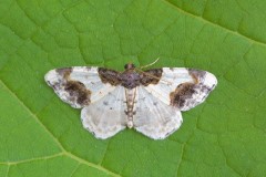 Ligdia adustata - Scorched Carpet, Woodside Nurseries, Austerfield.