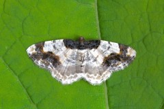 Ligdia adustata - Scorched Carpet, Woodside Nurseries, Austerfield.