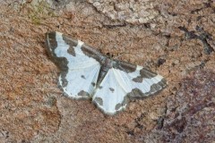 Lomaspilis marginata, - Clouded Border, Woodside Nurseries Austerfield.