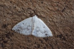 Lomographa temerata - Clouded Silver, Woodside Nurseries, Austerfield.