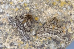 Lycia hirtaria - Brindled Beauty, Woodside Nurseries, Austerfield.