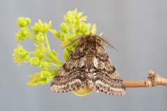 Lycia hirtaria - Brindled Beauty, Woodside Nurseries, Austerfield.