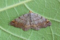 Macaria liturata - Tawny-barred Angle, Woodside Nurseries, Austerfield.