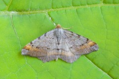 Macaria liturata - Tawny-barred Angle, Woodside Nurseries, Austerfield.