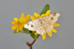 Macaria notata - Peacock Moth, Woodside Nurseries, Austerfield.