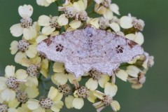 Macaria notata - Peacock Moth, Woodside Nurseries, Austerfield.