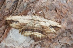 Menophra abruptaria - Waved Umber, Woodside Nurseries, Austerfield.