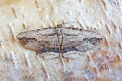 Menophra abruptaria - Waved Umber, Woodside Nurseries, Austerfield.