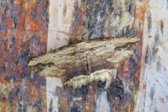 Menophra abruptaria - Waved Umber, Woodside Nurseries, Austerfield.