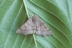 Odonoptera bidentata - Scalloped Hazel, Woodside Nurseries, Austerfield.