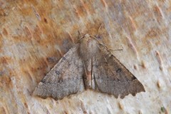 Odontopera bidentata - Scalloped Hazel, Woodside Nurseries, Austerfield.