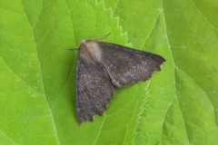 Odontopera bidentata f. Nigra - Scalloped Hazel, Woodside Nurseries, Austerfield.