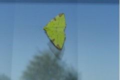 Opisthograptis luteolata - Brimstone Moth