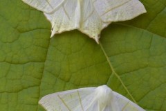 Ourapteryx sambucaria - Swallow-tailed Moth, Woodside Nurseries, Austerfield.