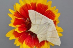 Ourapteryx sambucaria - Swallow-tailed Moth, Woodside Nurseries, Austerfield.