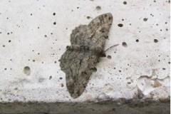 Peribatodes rhomboidaria - Willow Beauty, Cusworth Lane, Doncaster