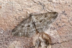 Peribatodes rhomboidaria - Willow Beauty, Woodside Nurseries, Austerfield.