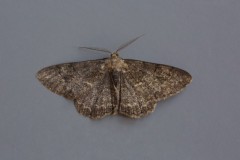 Peribatodes rhomboidaria - Willow Beauty (dark form), Woodside Nurseries, Austerfield.