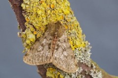 Phigalia pilosaria - Pale Brindled Beauty, Woodside Nurseries, Austerfield.