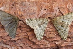 Phigalia pilosaria - Pale Brindled Beauty, (colour forms), Woodside Nurseries, Austerfield.