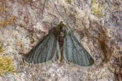 Phigalia pilosaria f.monacharia - Pale Brindled Beauty, Woodside Nurseries, Austerfield.