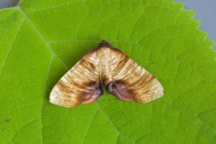 Plagodis dolabraria - Scorched Wing, Woodside Nurseries, Austerfield.