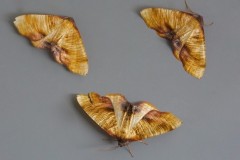 Plagodis dolabraria - Scorched Wing, Woodside Nurseries, Austerfield.