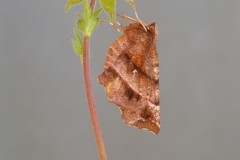 Selenia dentaria - Early Thorn, Woodside Nurseries, Austerfield.