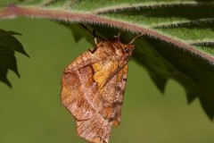 Selenia dentaria - Early Thorn, Woodside Nurseries, Austerfield.