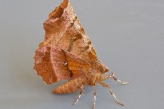 Selenia dentaria - Early Thorn, Woodside Nurseries, Austerfield.