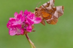 Selenia tetralunaria - Purple Thorn, Woodside Nurseries, Austerfield.